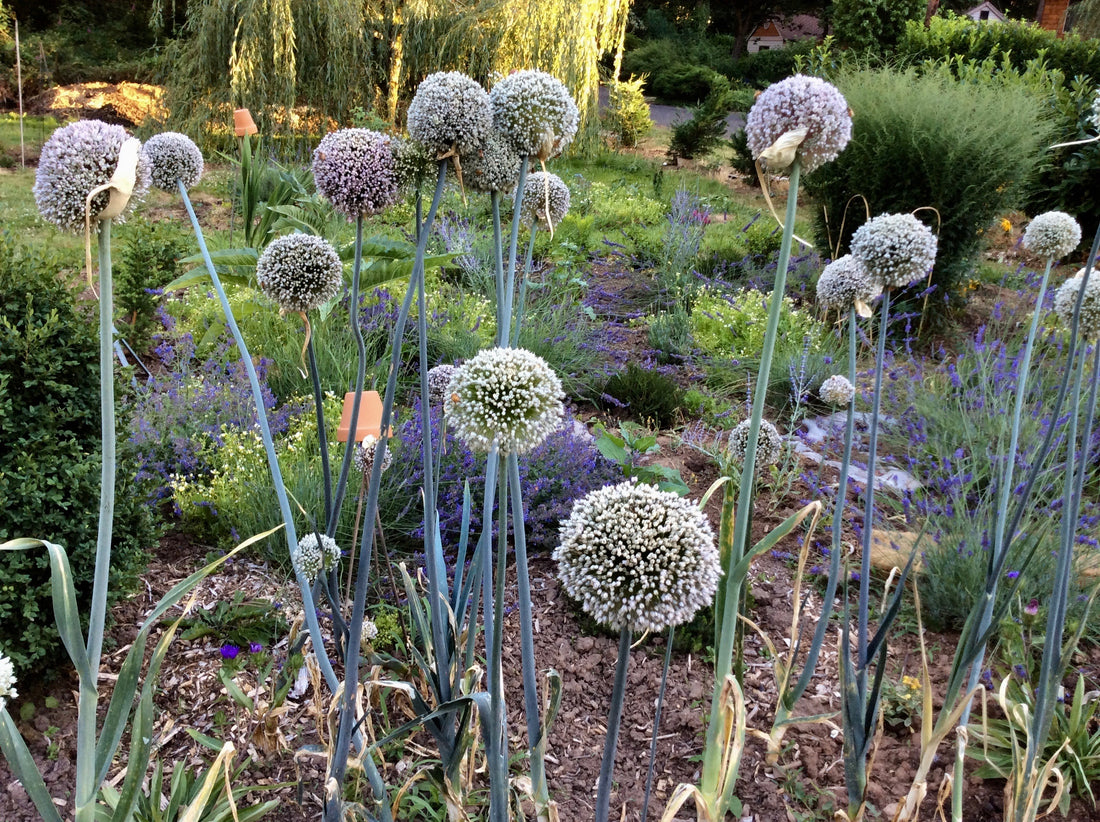 Our garden here at Hive & Garden