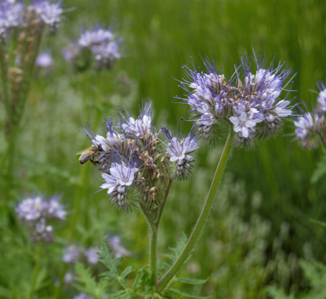 Forage in Late Spring