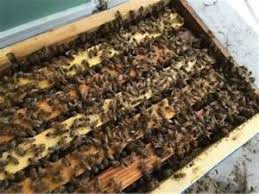 Nucleus Hive Colony 2024
