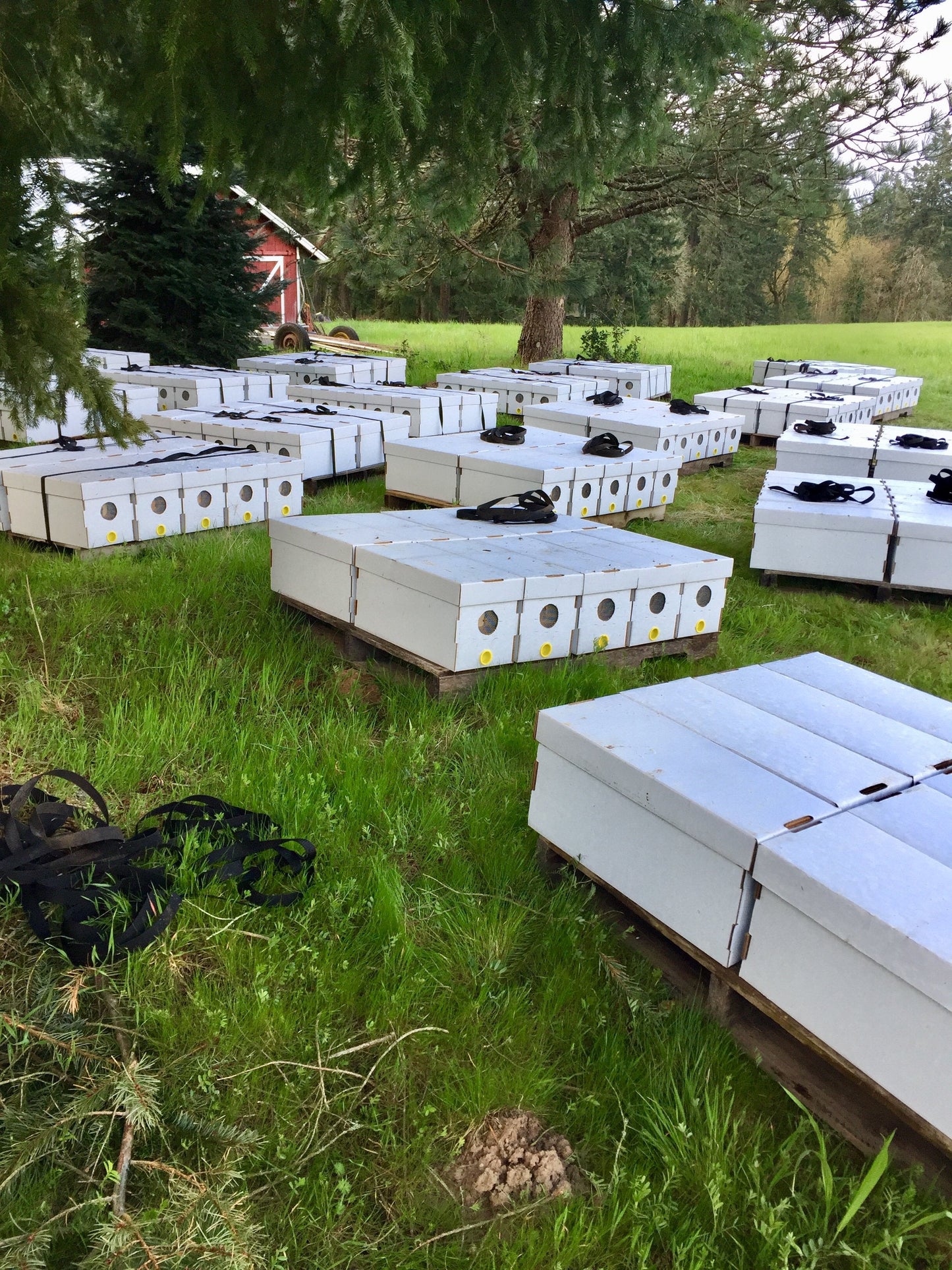 Nucleus Hive Colony 2025