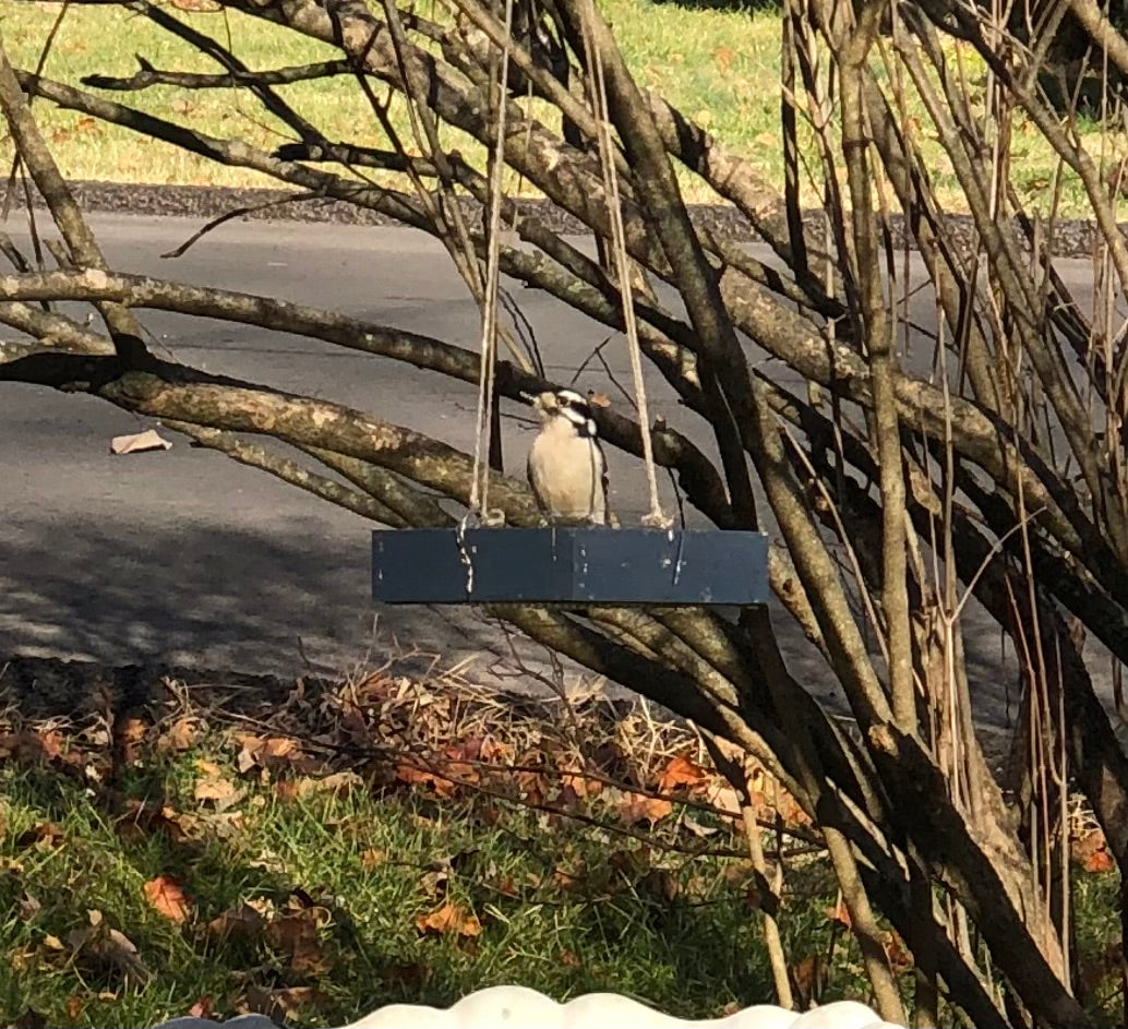 Hanging Bird Feeder