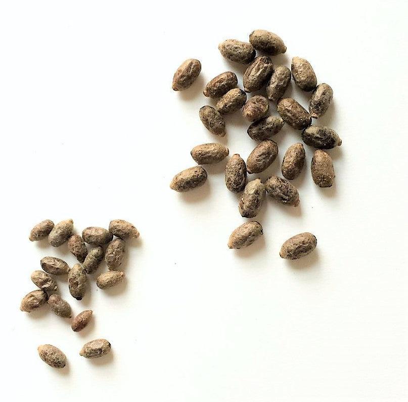 Orchard Mason Bee Cocoons (In Stock Now)