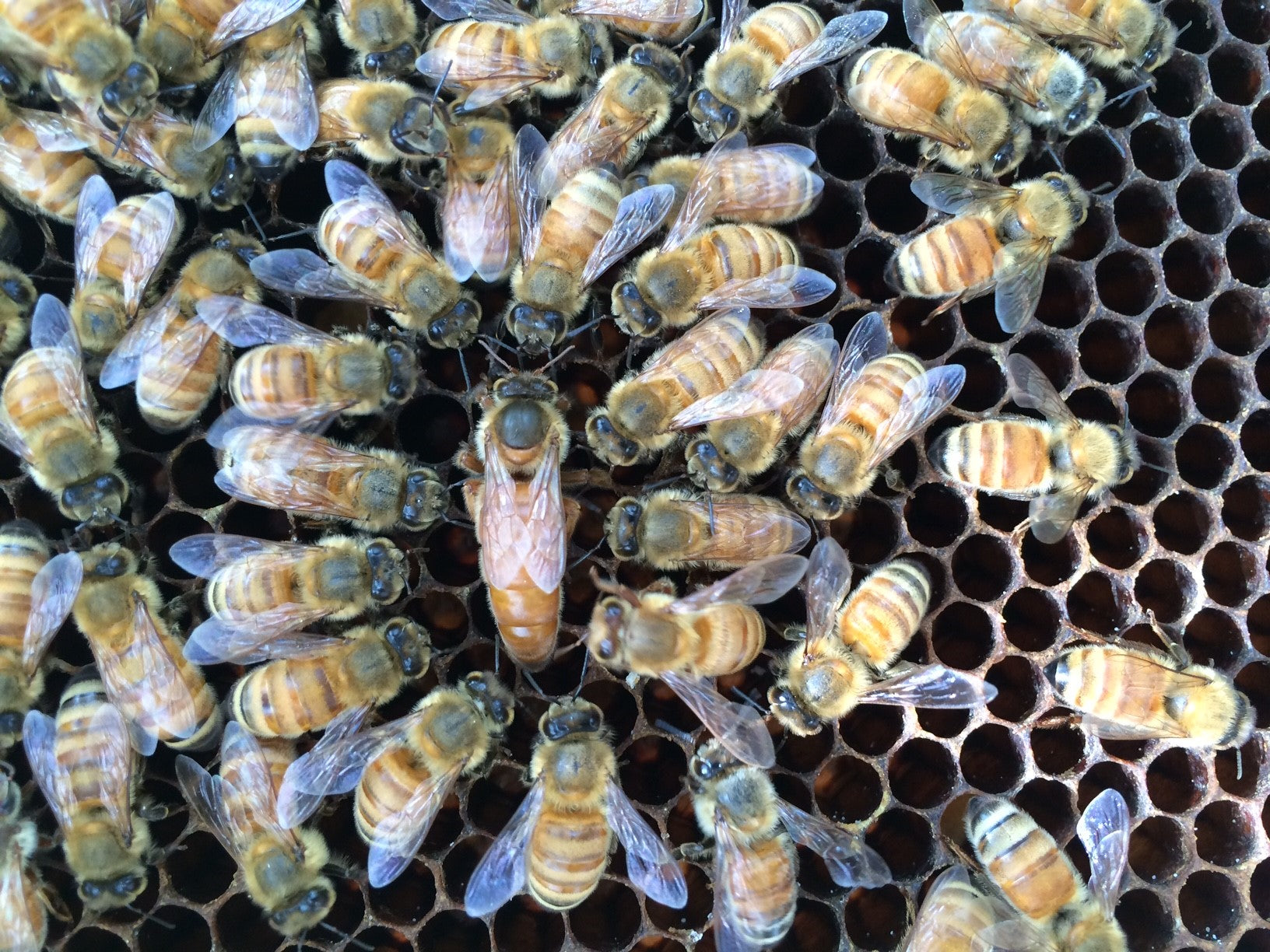 What Does a Queen Bee Look Like? – PestWorld for Kids