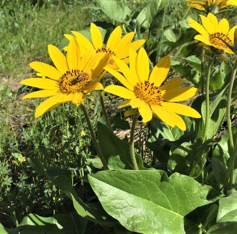Nectar Flow HiveAndGarden