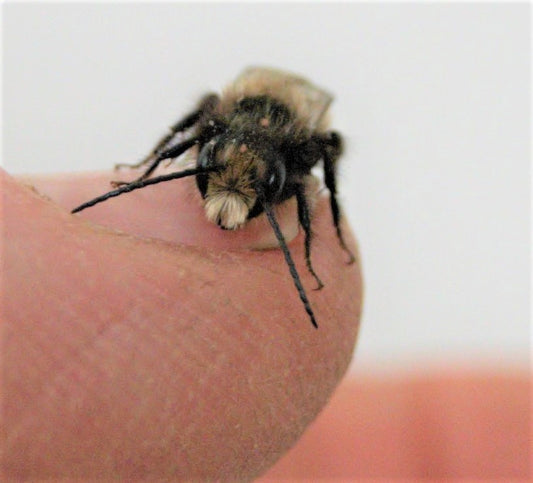 Male mason bee recently emerged from cocoon.