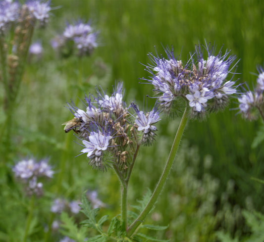 Forage in Late Spring