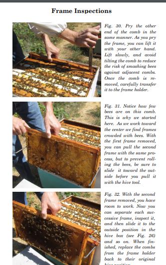 Hive Inspection Basics E-Book, by John Edwards – HiveAndGarden