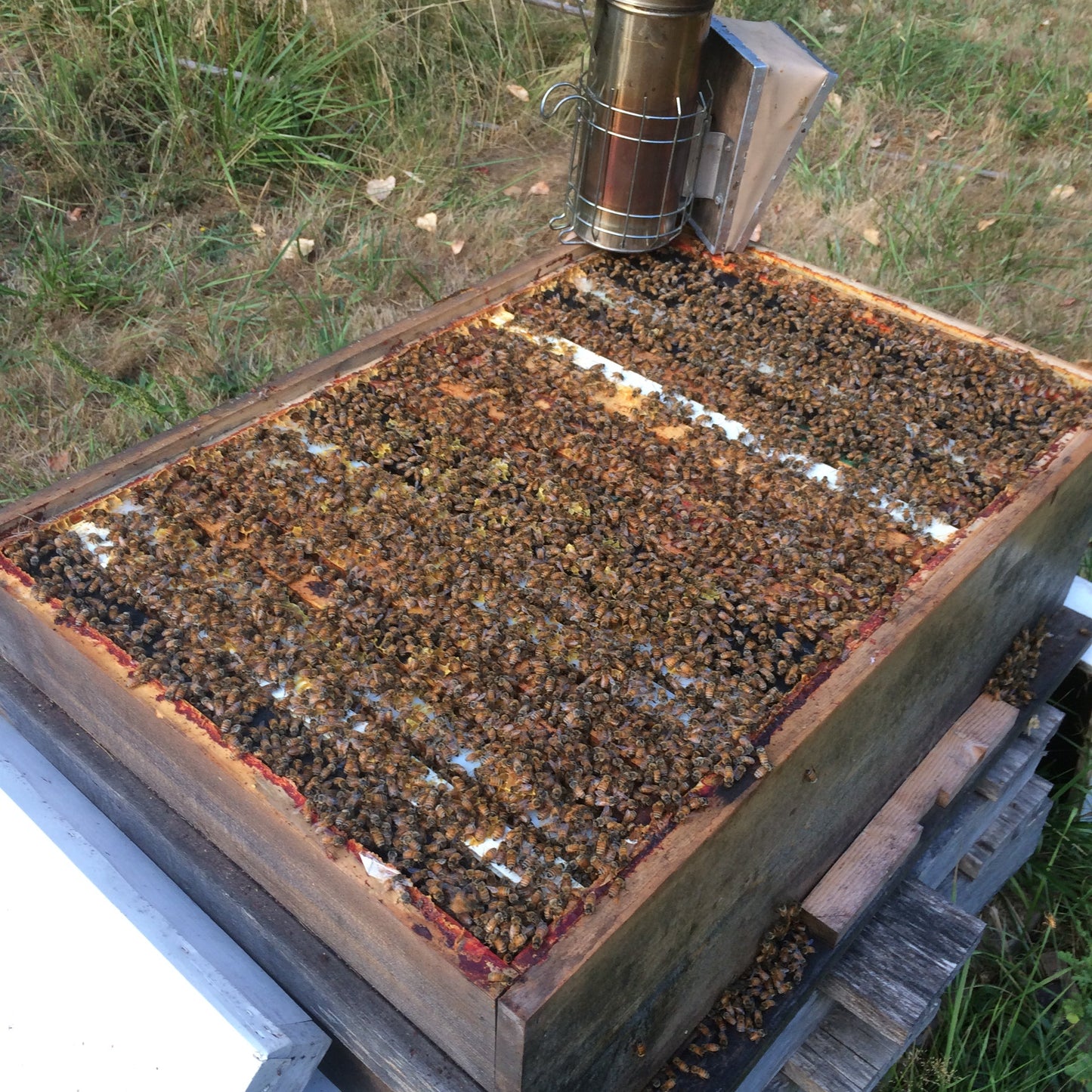 Longhive (Horizontal Hive).  8-Frame Compatible